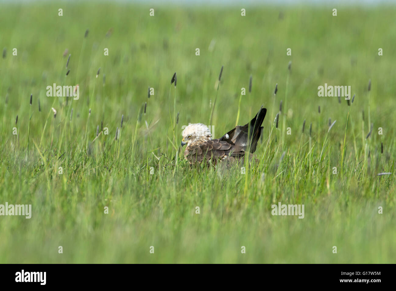 Western Marsh Harrier (Circus aeruginosus) sub-uccello adulto in pascolo con erbe lunghe. Foto Stock