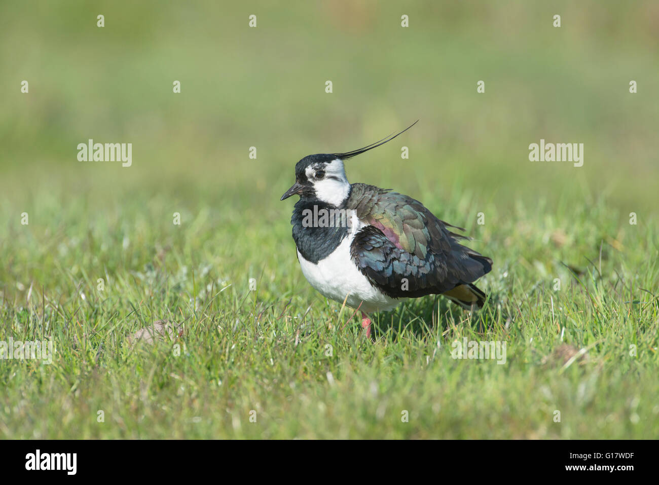 Pavoncella (Vanellus vanellus). La lunga cresta su questo uccello indica che si tratta di un maschio. Foto Stock