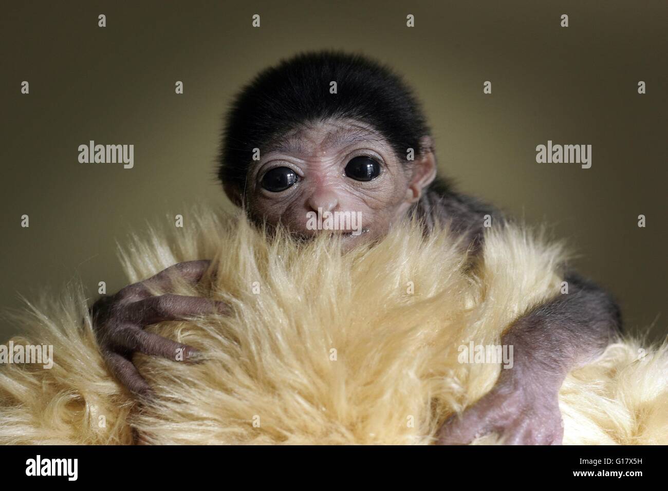 Un bambino Lar gibbone avvolto in una finta pelliccia di tenerla al caldo. Foto Stock