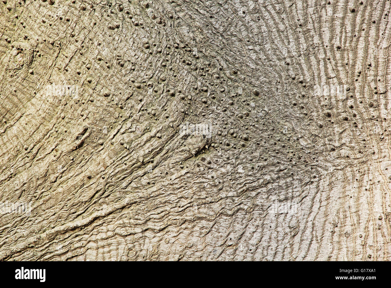 Close up di seta di cotone di corteccia di albero per gli sfondi e wall papers Foto Stock