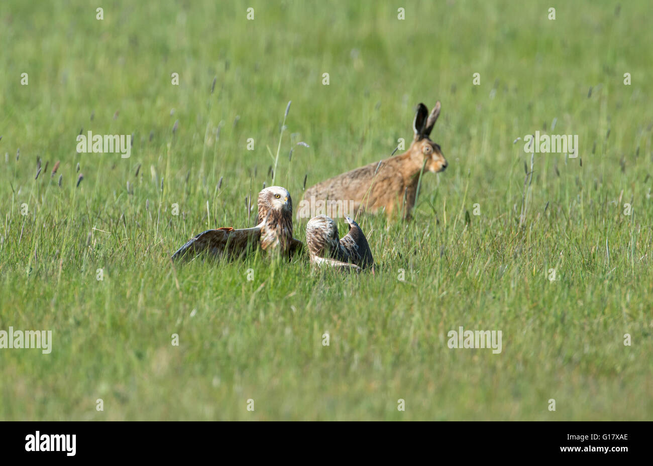 Western Marsh Harrier (Circus aeruginosus). Due sub-uccelli adulti nella controversia mentre un marrone lepre orologi. Foto Stock