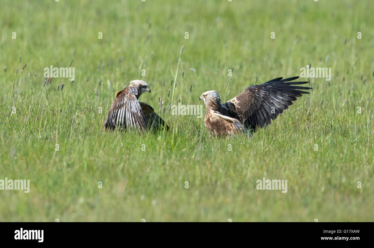 Western Marsh Harrier (Circus aeruginosus). Due sub-uccelli adulti in una controversia o sul territorio o cibo. Foto Stock