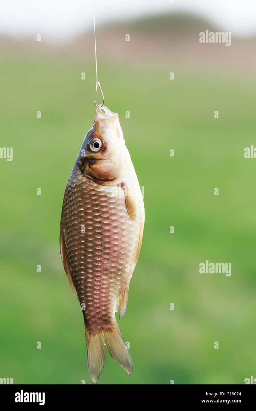 Pesce, pesca, erba, la cattura, la natura, il verde, fiume, gancio, acqua, esche, pesca sportiva, fresche, sport, lago Foto Stock