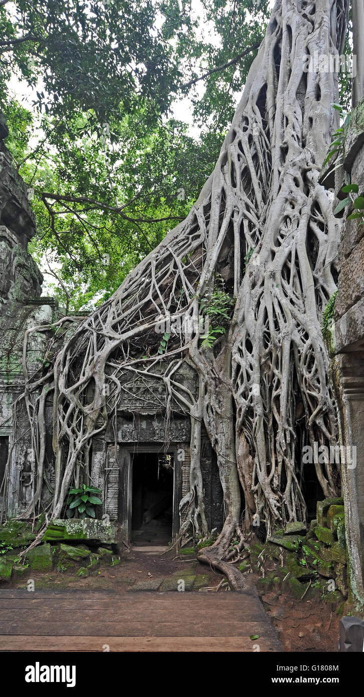 Il "Tomb Raider tempio" - Ta Prohm a Angkor Wat Foto Stock