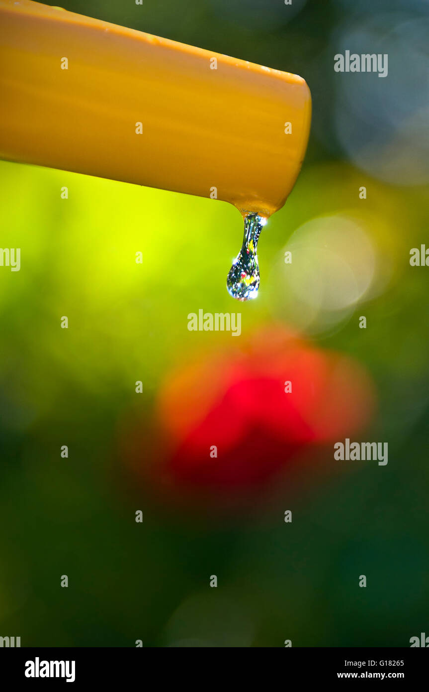 Pipa di zoccoli vietano la carenza d'acqua del giardino il primo piano è una goccia d'acqua pura e limpida che cade dal tubo del giardino nel giardino estivo illuminato dal sole Foto Stock
