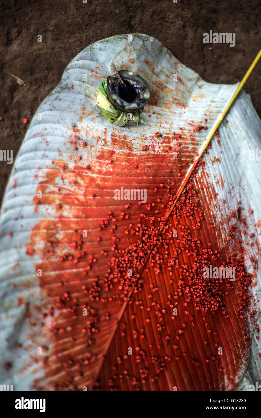 Achiote pods per capelli stile di uomo indiano Los Tsachila tribù, Ecuador Foto Stock