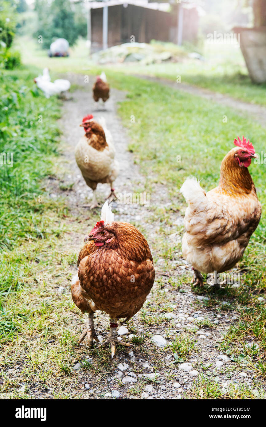 I galletti in azienda agricola biologica Foto Stock