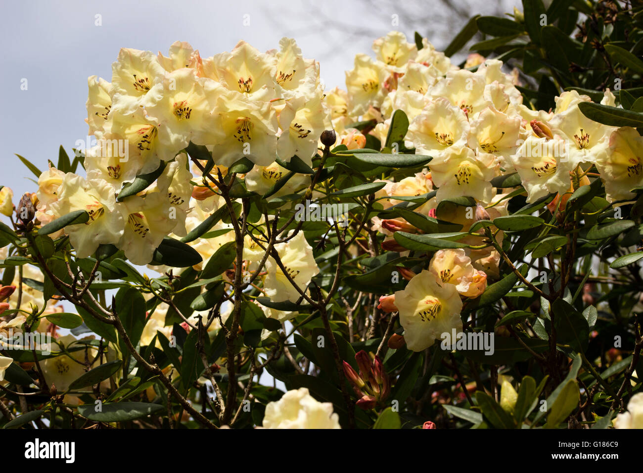 Ammassato fiori in tarda primavera travature del rododendro sempreverde "Carita sogno d'Oro" Foto Stock