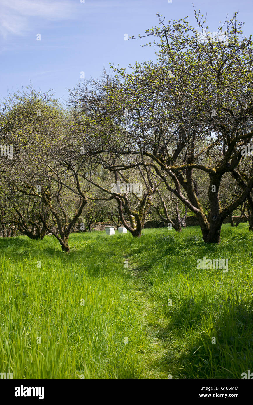 Alveari nel frutteto a Rousham house gardens. Oxfordshire, Inghilterra Foto Stock