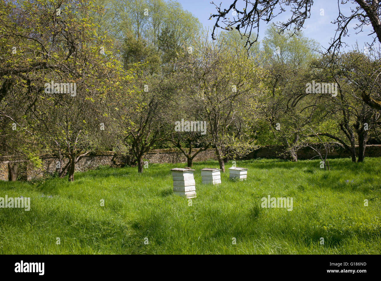 Alveari nel frutteto a Rousham house gardens. Oxfordshire, Inghilterra Foto Stock