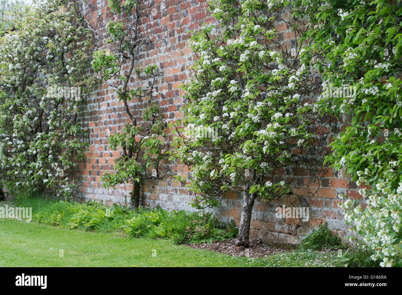 Spalliera alberi da frutto in fiore contro il giardino murato a Rousham Casa e giardino. Oxfordshire, Inghilterra Foto Stock