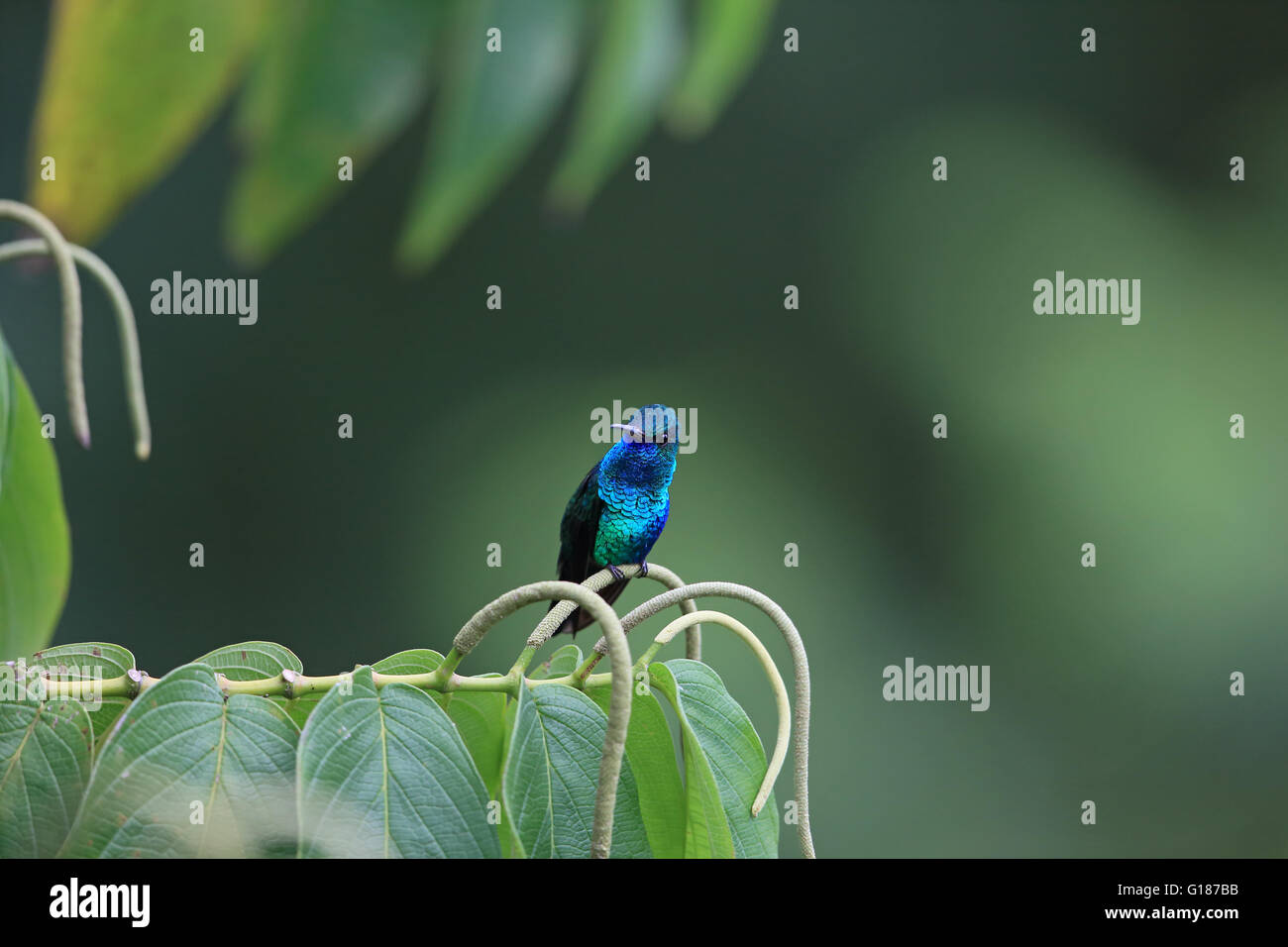 Blu Zaffiro chinned (Chlorestes notatus) Foto Stock