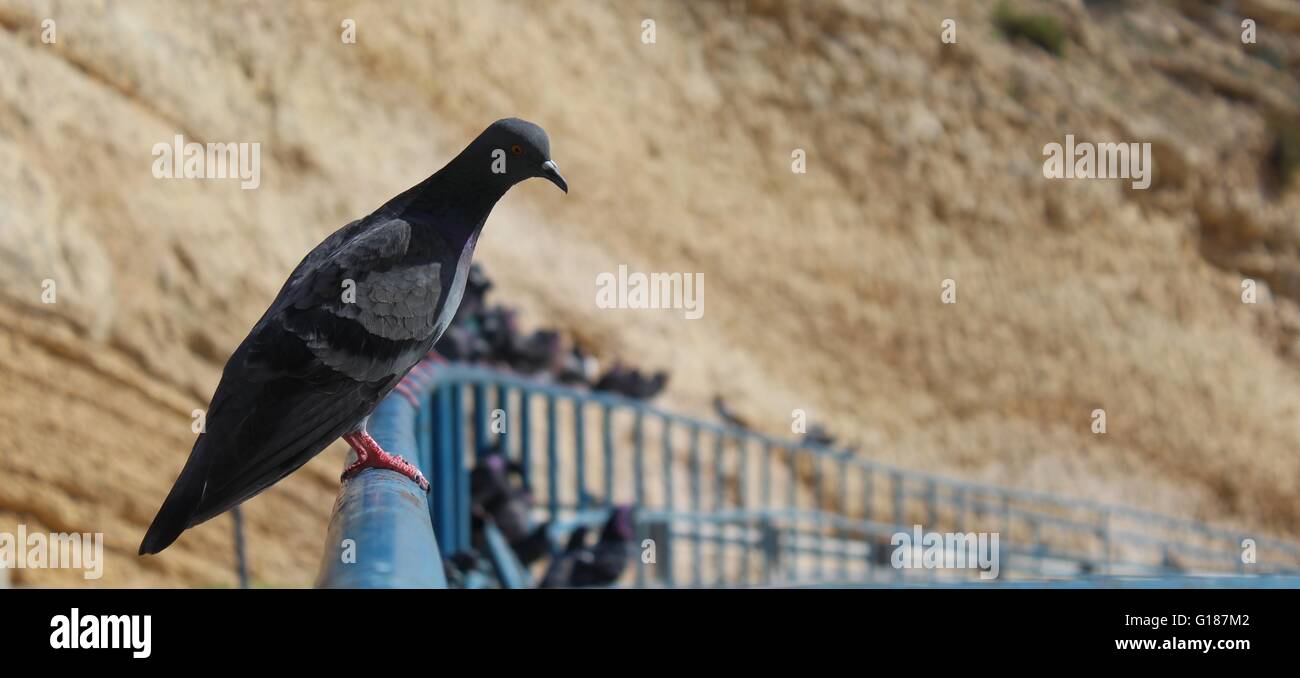 Un kit di piccioni seduto su una rotaia Foto Stock