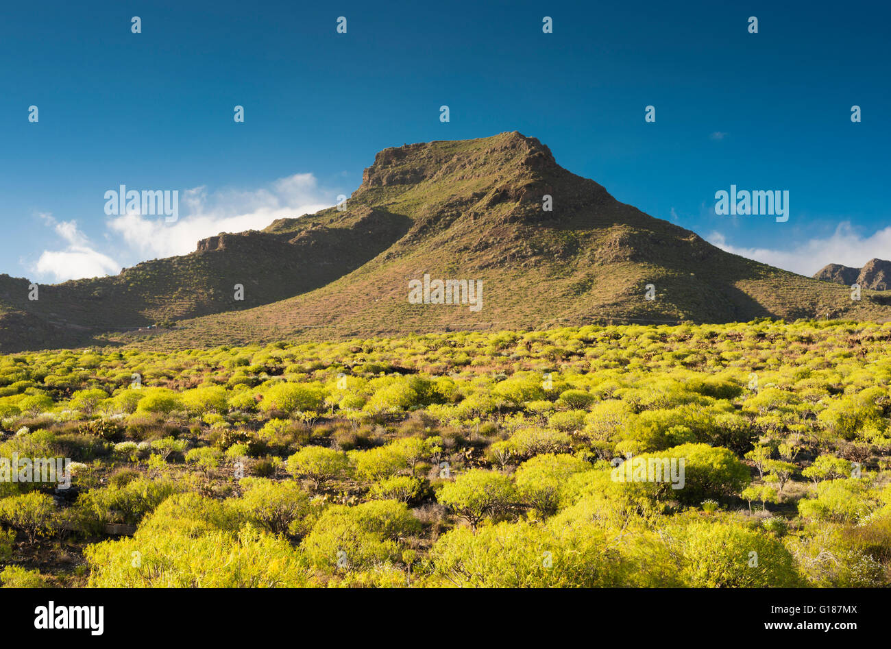 La leggendaria Montagna di Roque del Conde, sud di Tenerife, in primavera, con la flora tipica di questa regione semi-arida in primo piano Foto Stock