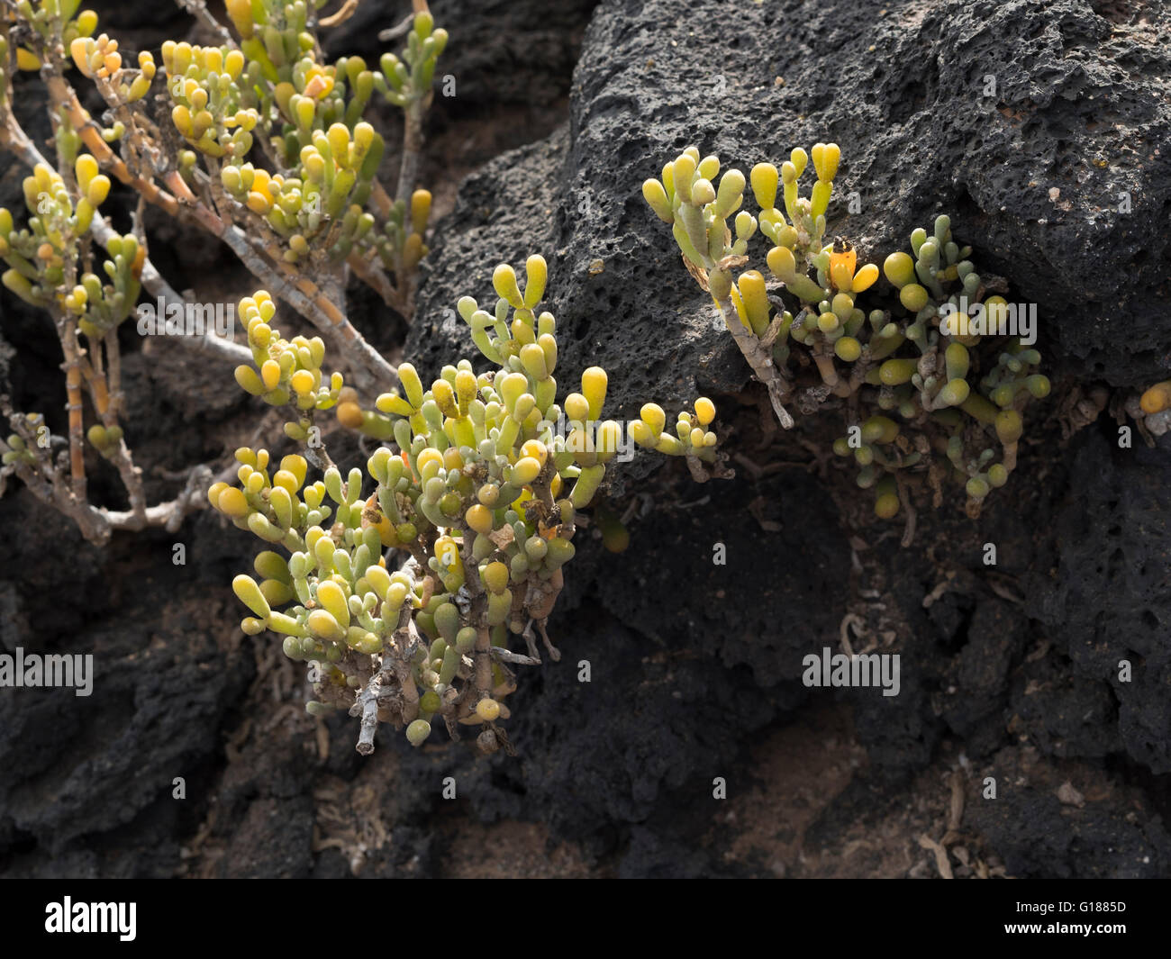 Zygophyllum fontanesii (uvilla de mar, uva di mare), una pianta alofila che cresce vicino al mare nelle Isole Canarie, Palm Mar, Tenerife Foto Stock