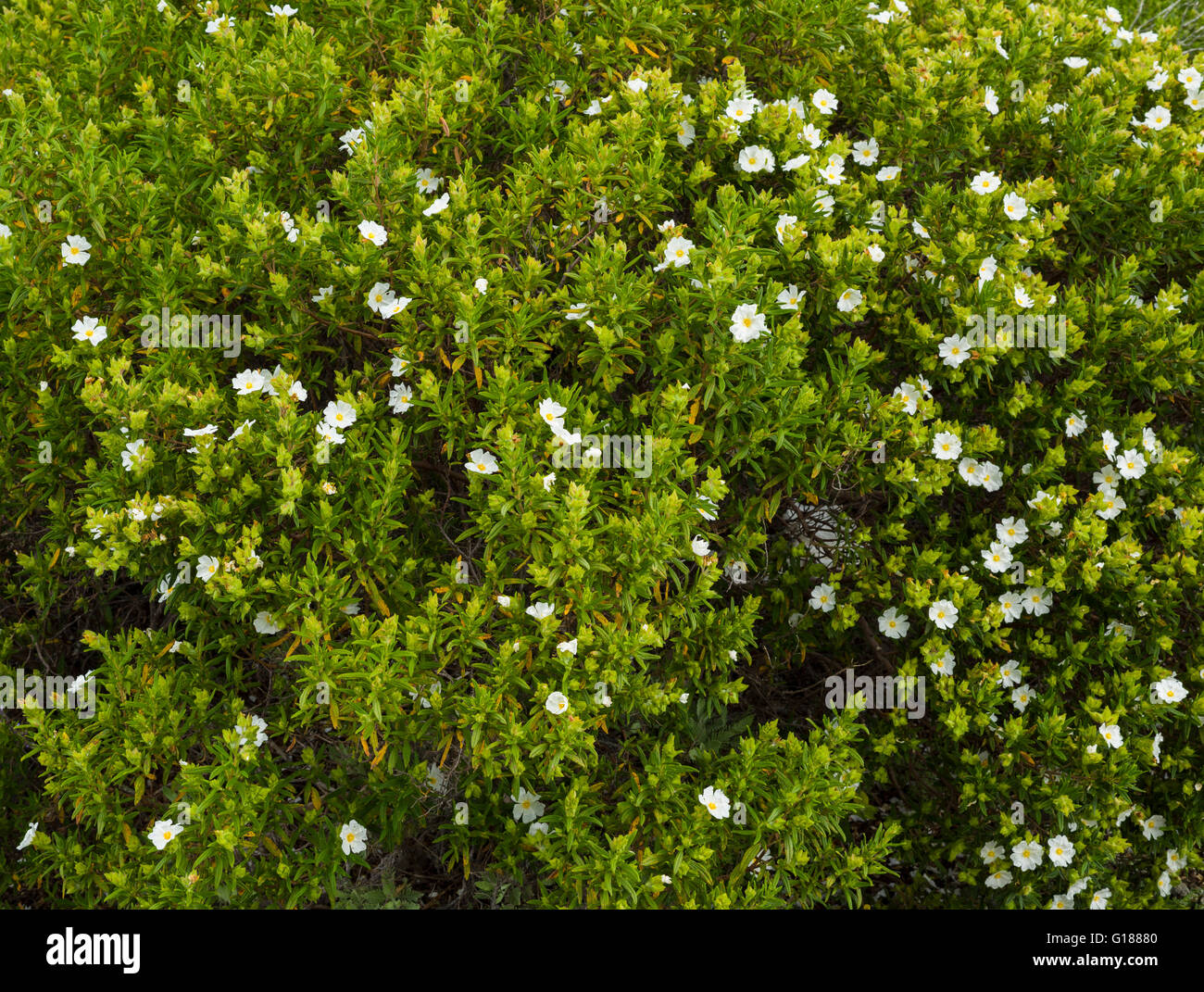A stretta lasciava cisto (Cistus monspeliensis) in fiore a monteverde bosco in prossimità di Teno Alto, Tenerfie Foto Stock