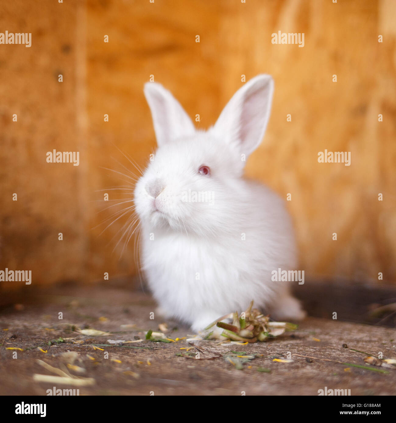 Adorabili giovane coniglietto bianco in una grande gabbia in legno a farm house. Curioso piccolo coniglio in un hutch Foto Stock