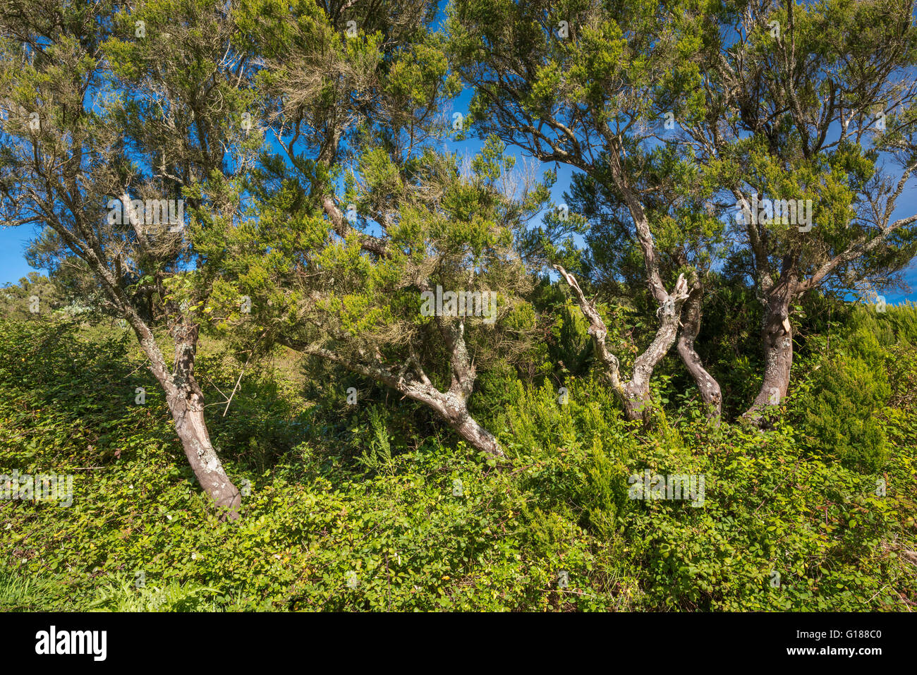 Erica canariensis, un'erica autoctona precedentemente classificata come erica arborea, nel bosco di monteverde, Teno alto, Tenerife, Isole Canarie Foto Stock