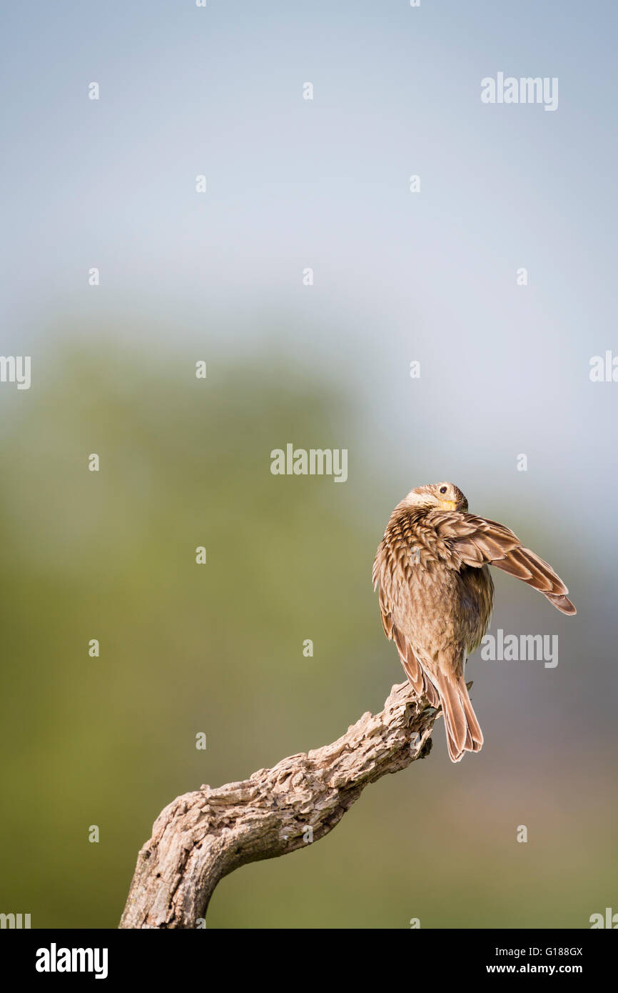 Corn Bunting (Emberiza calandra) appollaiato sul ramo. Provincia di Lleida. La Catalogna. Spagna. Foto Stock