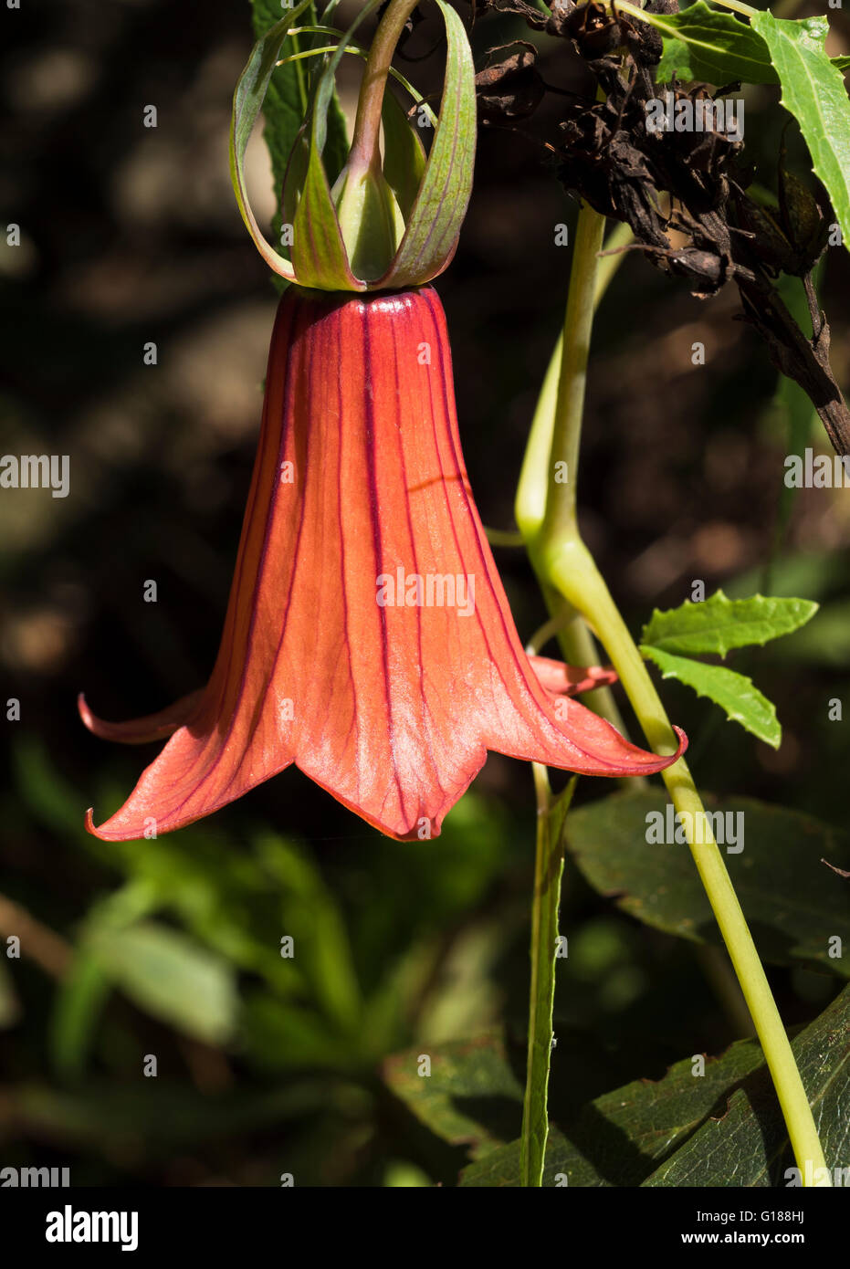 Canarina canariensis (canarino, bicacaro) in fiore nel bosco di monteverde a novembre vicino a Teno alto, Tenerife, Isole Canarie, Spagna Foto Stock