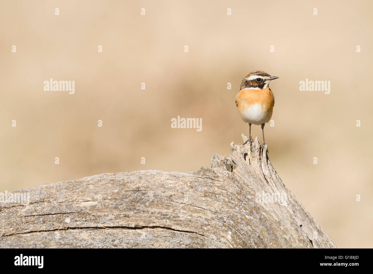 (Whinchat Saxicola rubetra) appollaiato su un vecchio ceppo di albero. Provincia di Lleida. La Catalogna. Spagna. Foto Stock