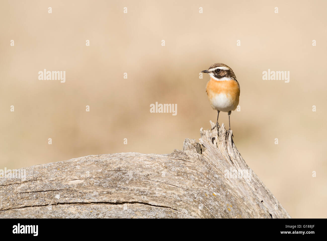 (Whinchat Saxicola rubetra) appollaiato su un vecchio ceppo di albero. Provincia di Lleida. La Catalogna. Spagna. Foto Stock