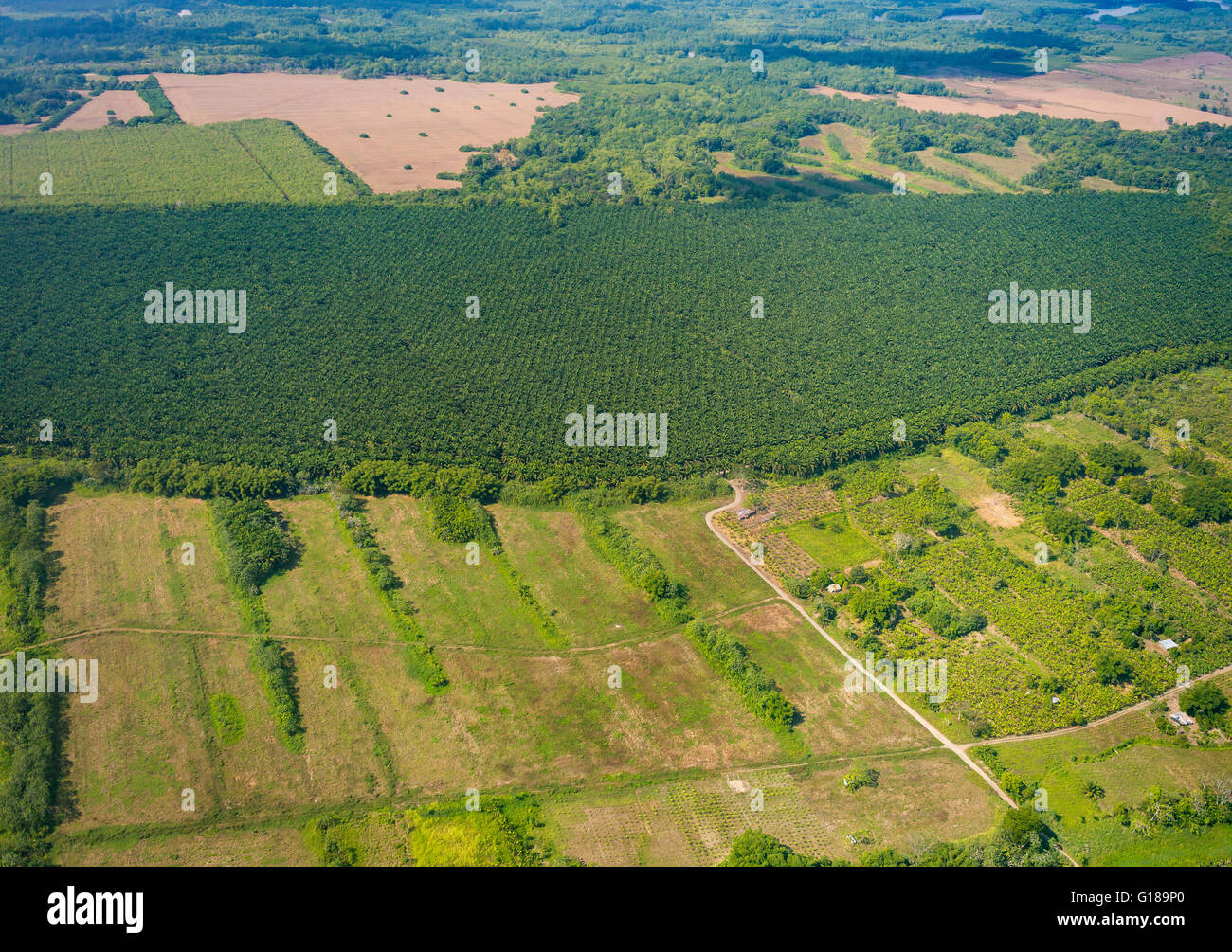 PUNTARENAS provincia, COSTA RICA - Antenna di olio di palma piantagione e di insediamento. Foto Stock