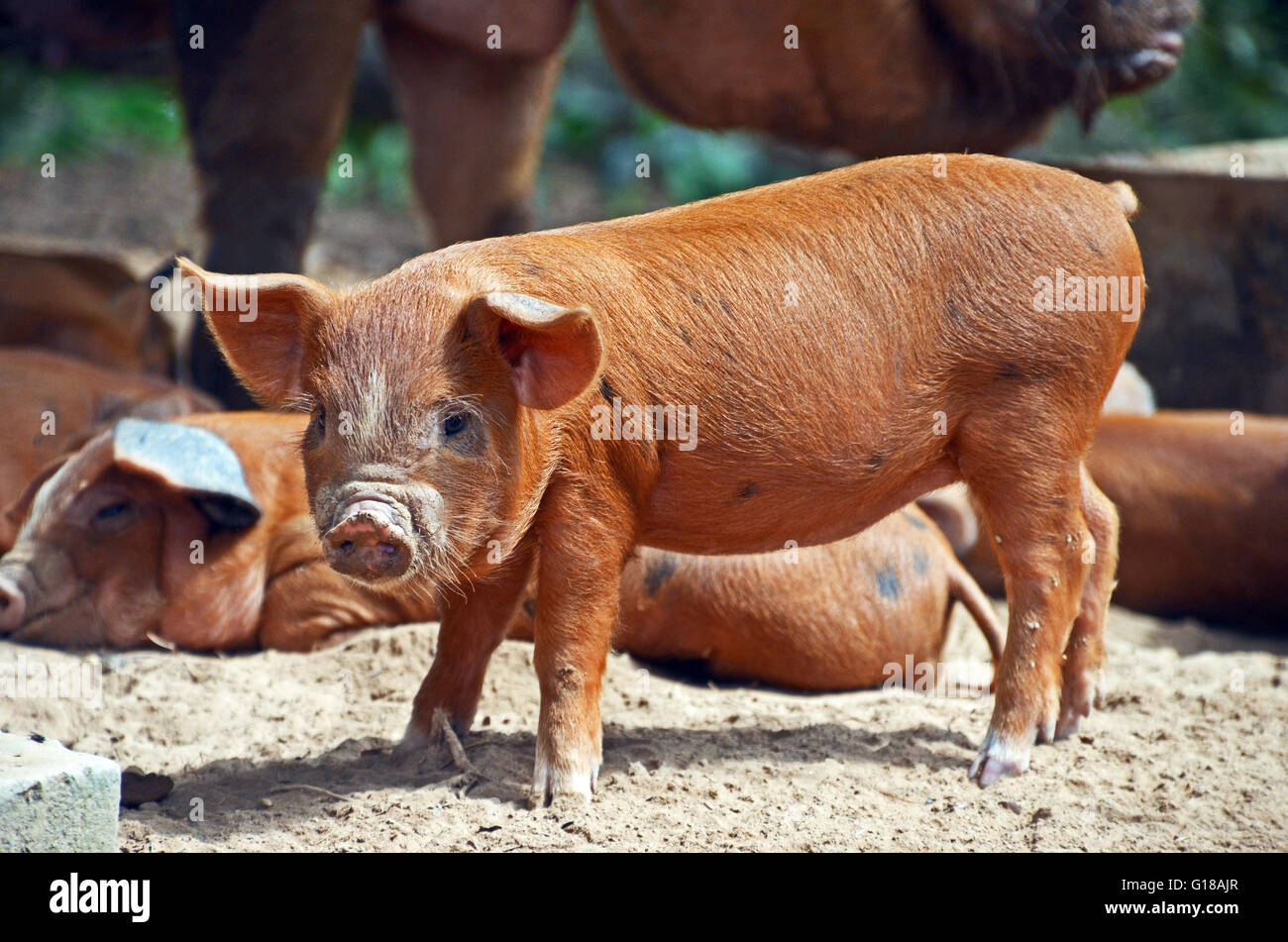 Maialino, Don Det, 4.000 isole, Laos Foto Stock