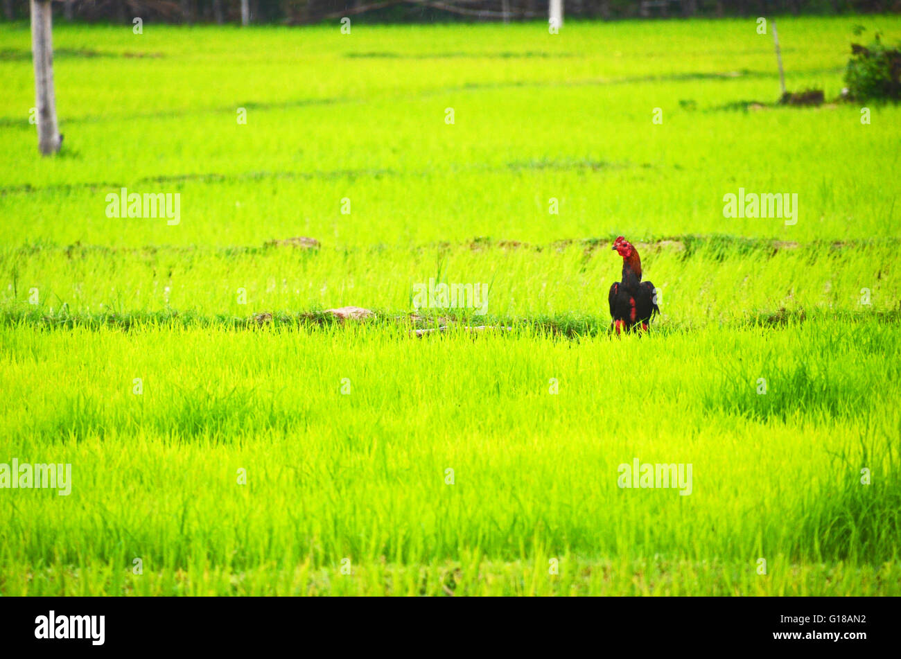 Un gallo si erge tra risaie sull isola di Don Det, 4.000 isole, Laos Foto Stock