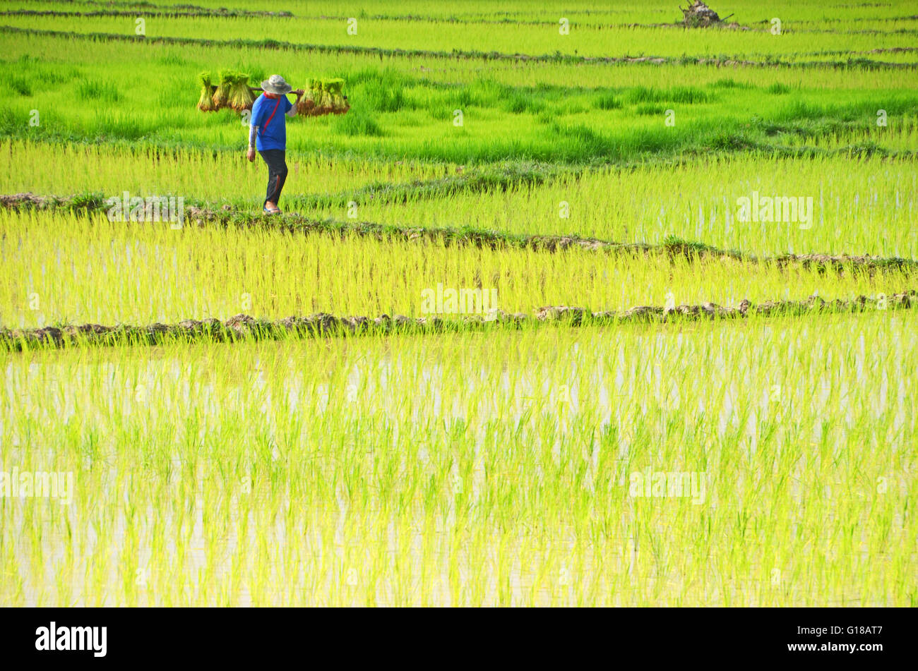 Un agricoltore porta pianticelle di riso attraverso le risaie in Kiet Ngong, Laos Foto Stock