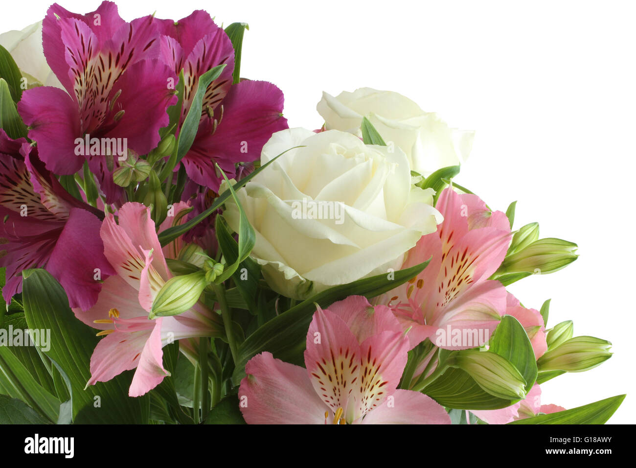 Bouquet di lilla fiori alstroemeria e rose bianche isolati su sfondo bianco Foto Stock