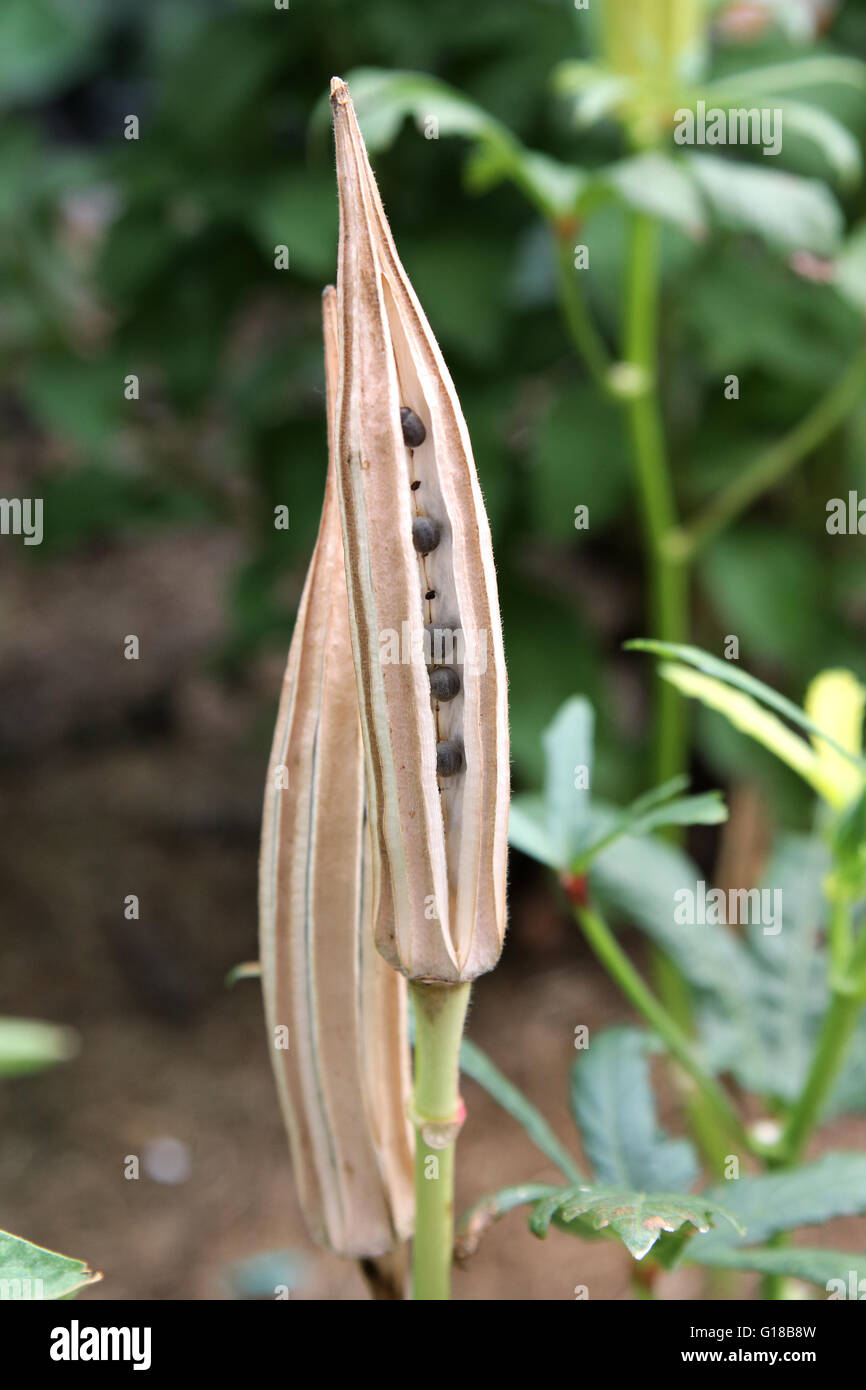 Chiudere l immagine di Abelmoschus esculentus o note di Okra o Ladies' dita, ochro gumbo o semi in capsule di seme Foto Stock