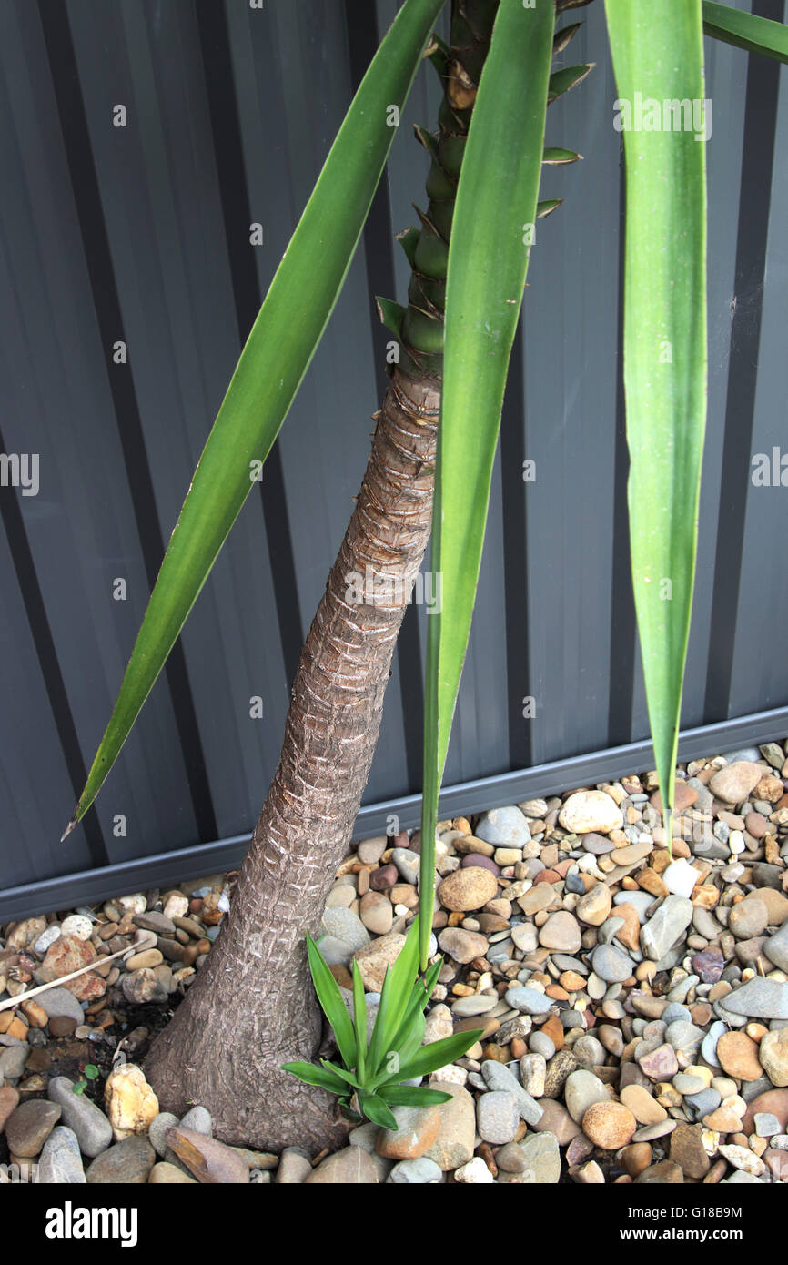 Yucca elephantipes o altri nomi di smidollati Yucca o a punta morbida Yucca con pianta giovane Foto Stock