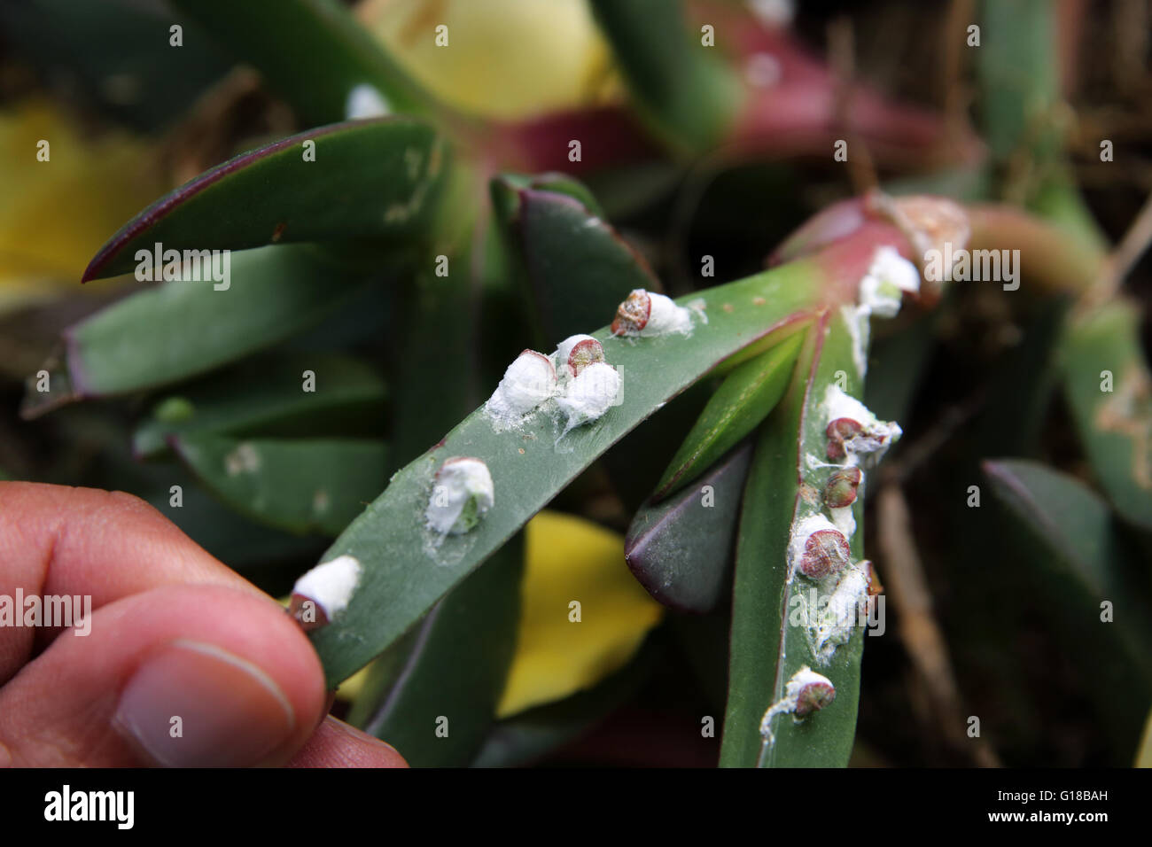 Close up Pulvinaria innumerabilis o noto come acero Cotonosi scala su piante succulente Foto Stock