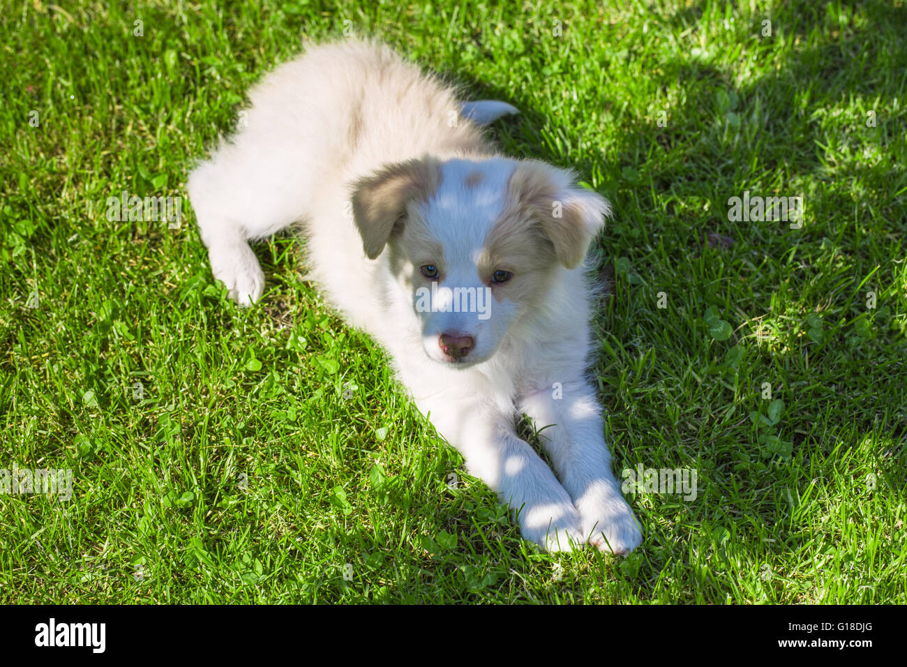 Border Collie cucciolo sdraiato sul prato. Un simpatico cagnolino. Foto Stock