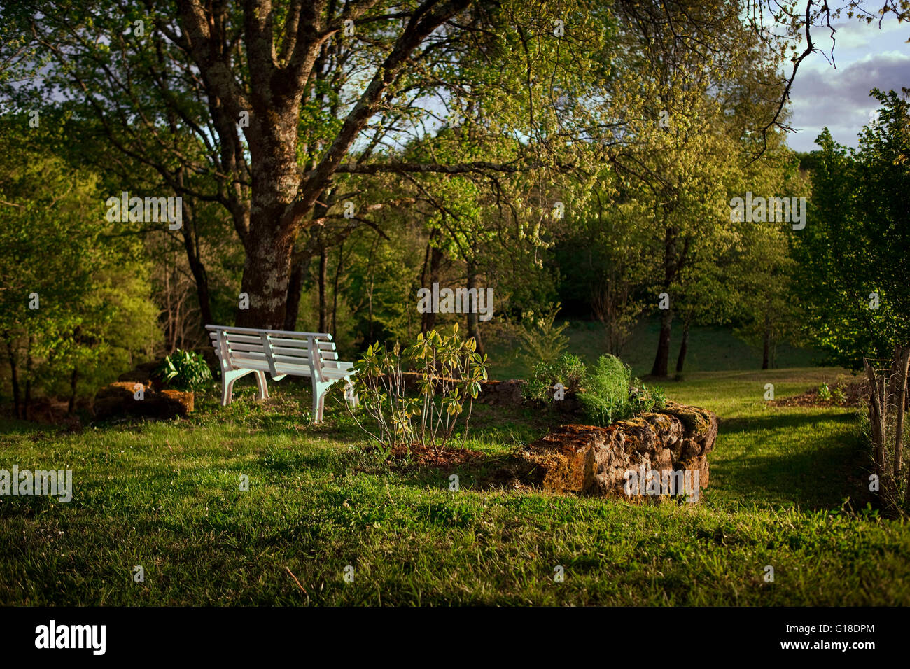 Panca e querce in una campagna parco al crepuscolo Foto Stock