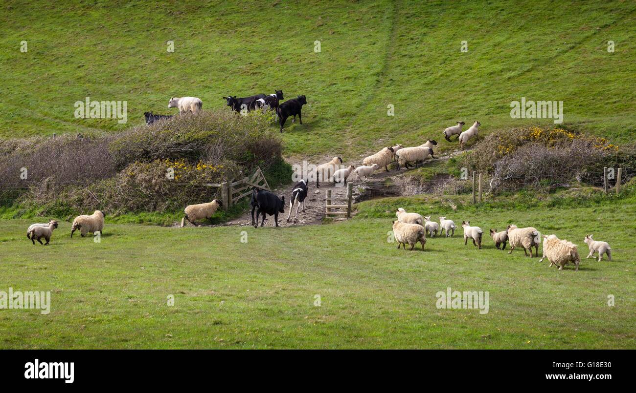 Gli ovini e i bovini di razza verso un cancello vicino SOAR MILL COVE, Devon, Inghilterra. Foto Stock