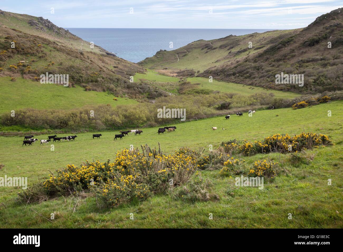 Le vacche e le pecore nei pressi di SOAR MILL COVE, Devon, Inghilterra. Foto Stock
