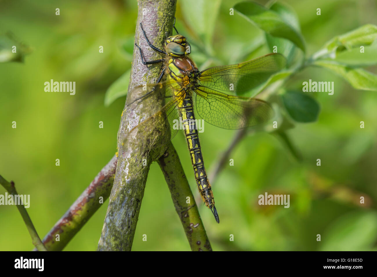 Femmina Hairy Hawker Dragonfly in appoggio su di un ramo Foto Stock