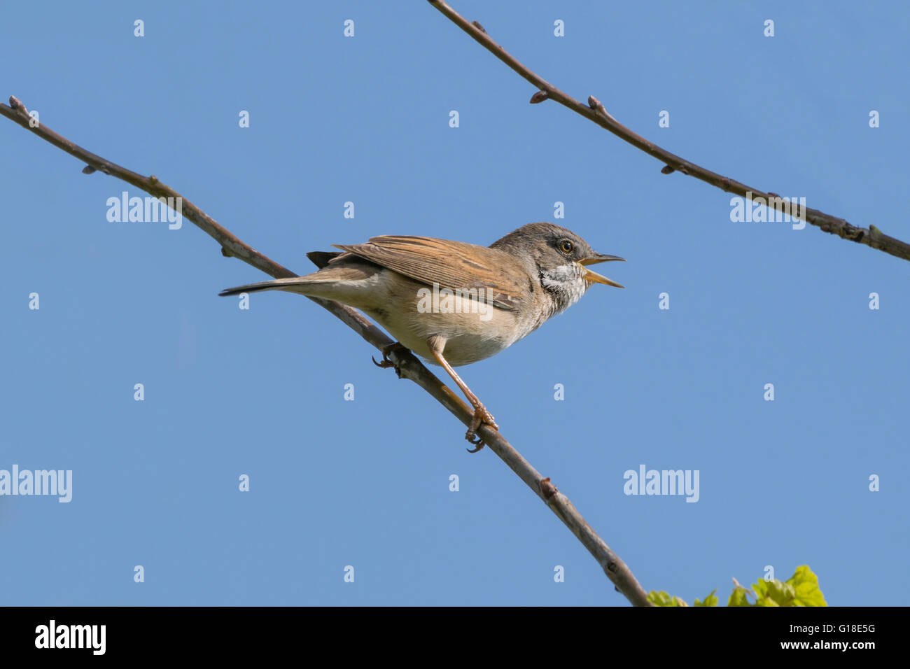 Whitethroat cinguettio degli uccelli di distanza mentre appollaiato su un ramo Foto Stock