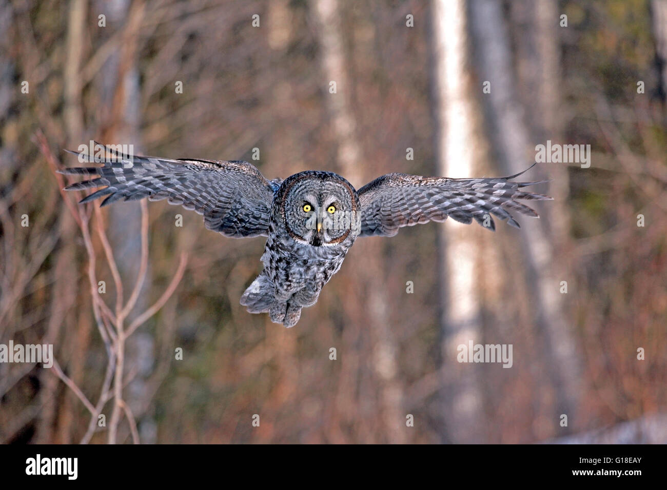 Grande Gufo grigio in volo, caccia Foto Stock