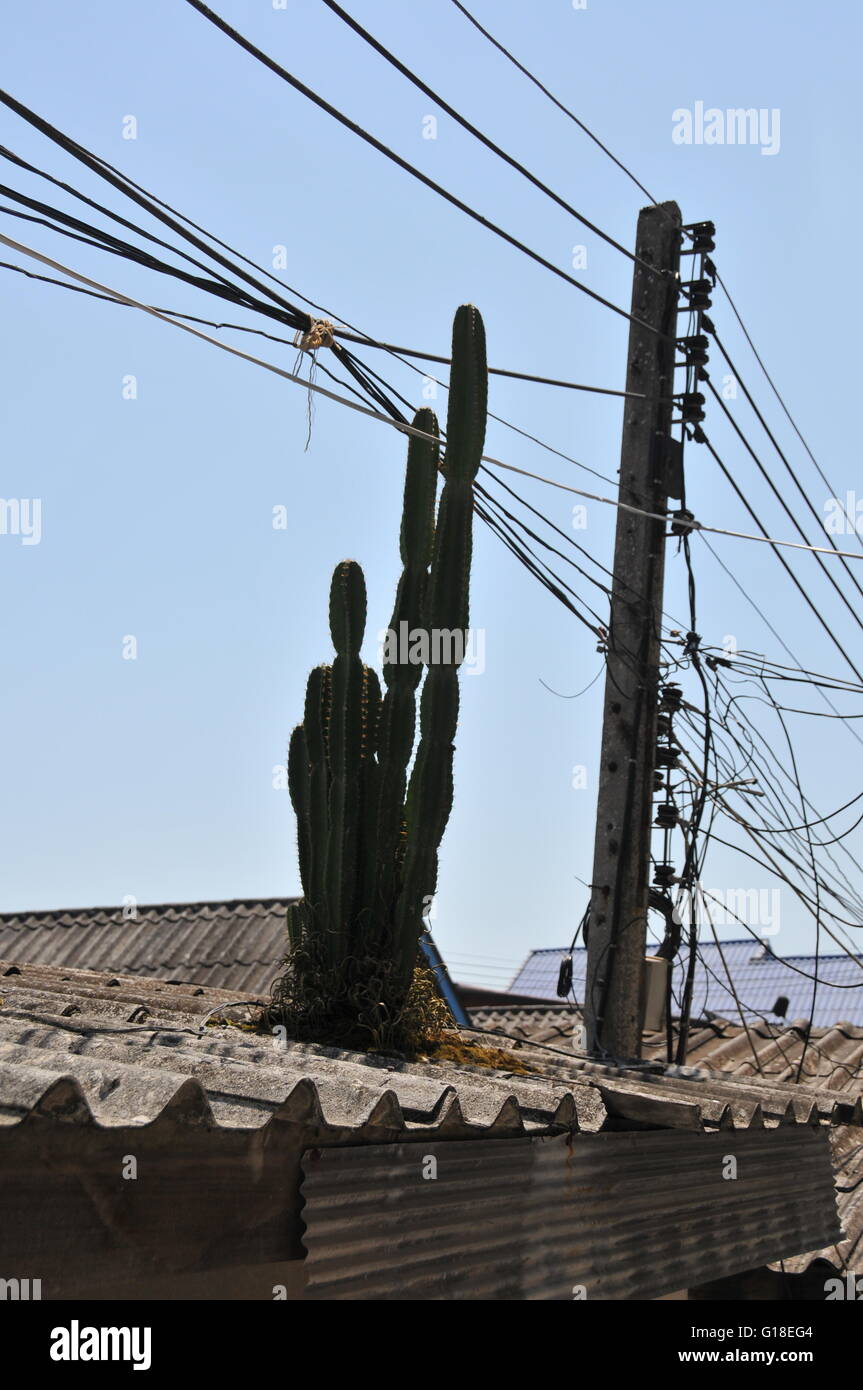 Un groviglio di cavi e Cactus Foto Stock