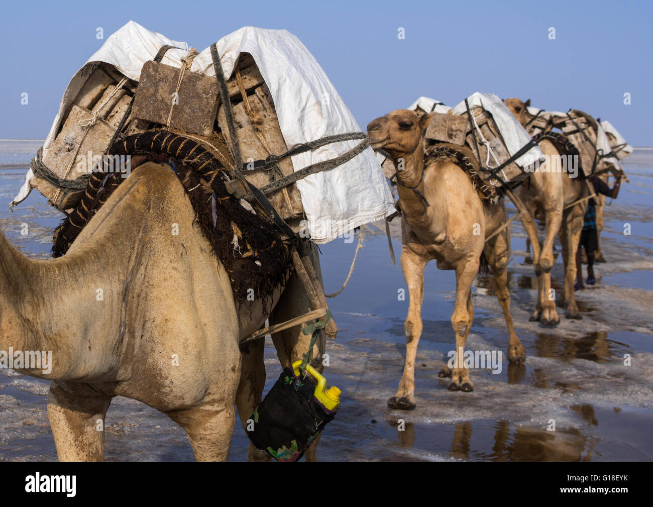 Carovane di cammelli che trasportano blocchi di sale nella depressione di Danakil, regione di Afar, Dallol, Etiopia Foto Stock