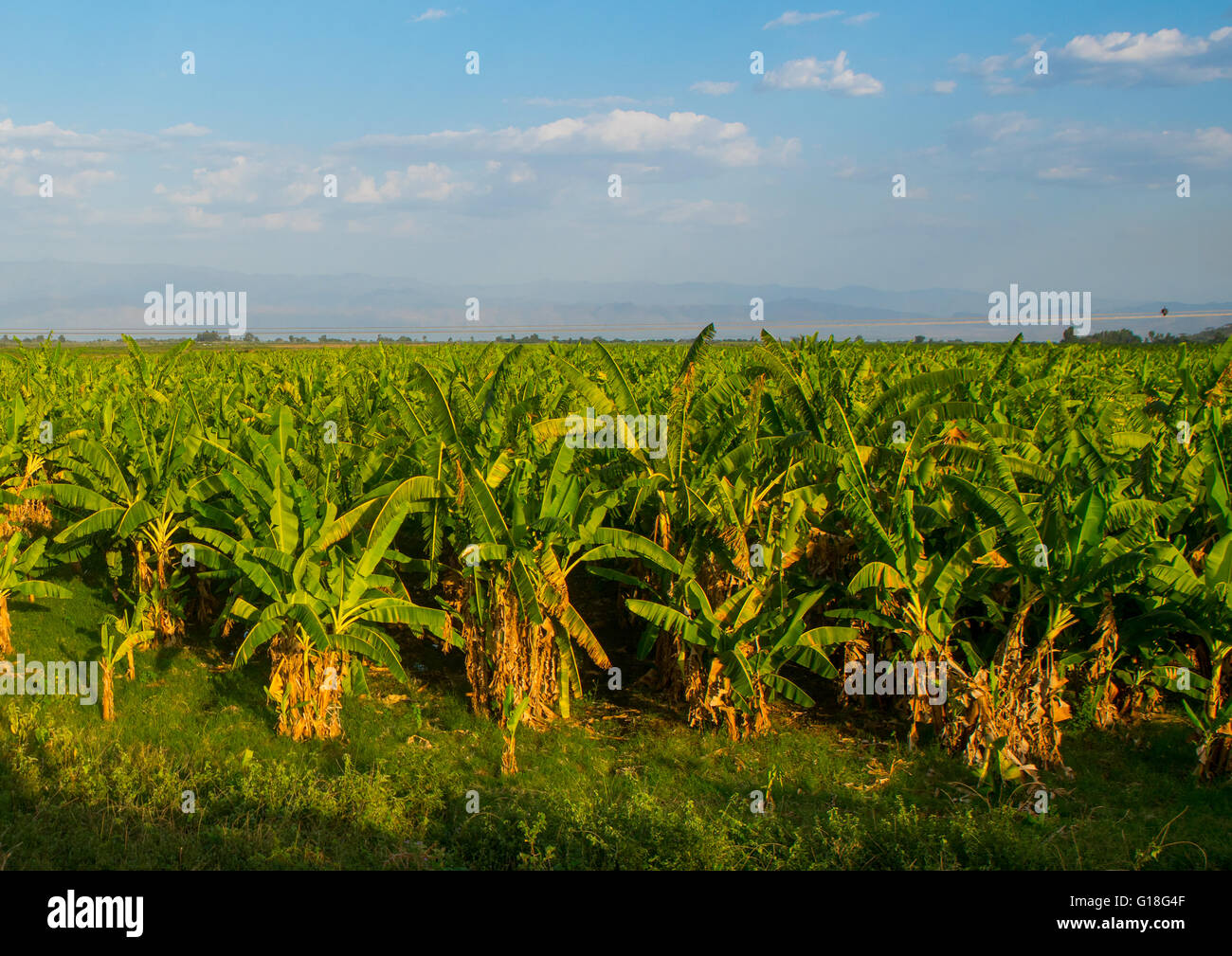 Piantagione di banane nella Rift Valley, Gamo gofa omo, Arba Minch, Etiopia Foto Stock