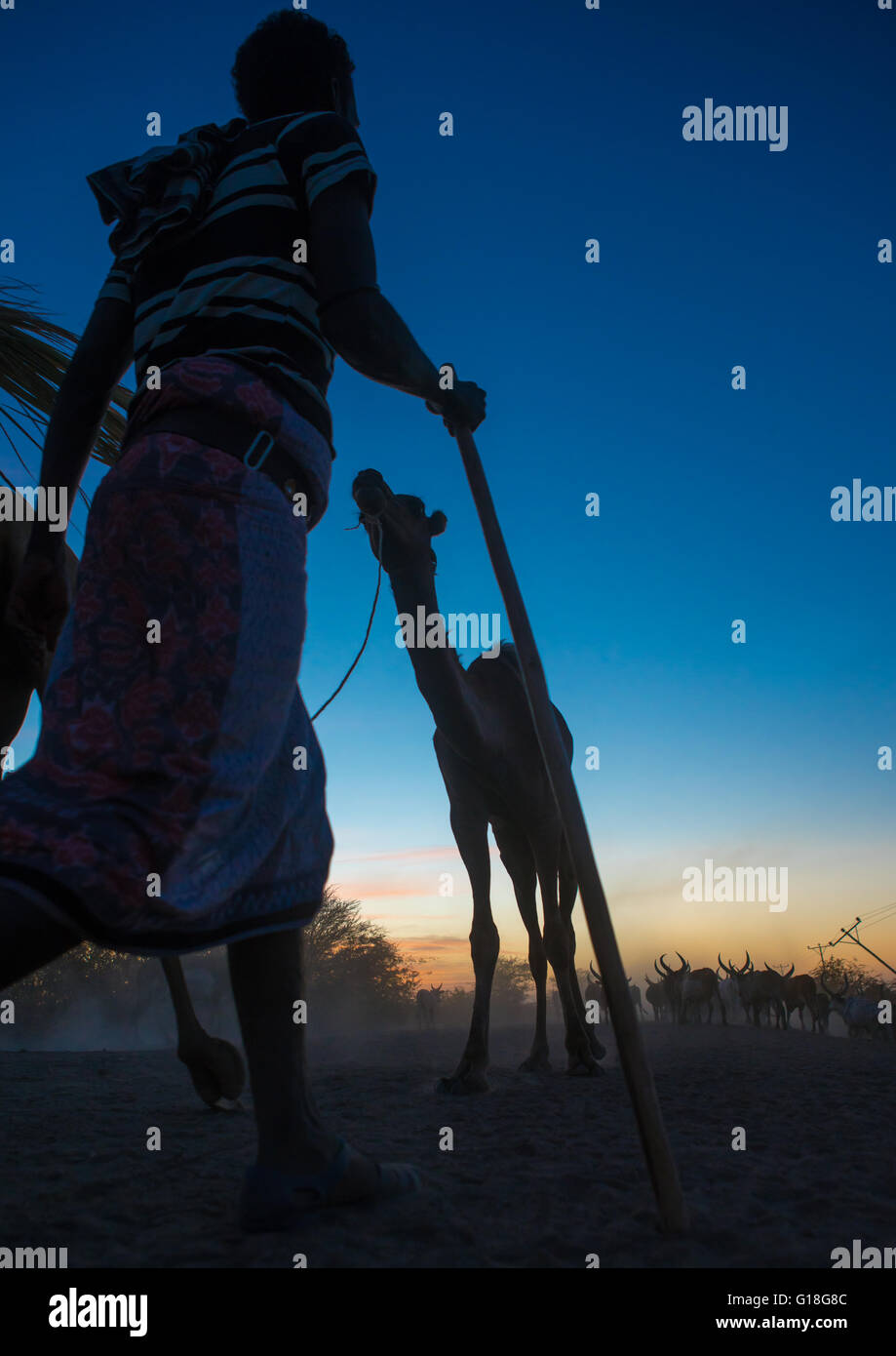 Camel caravan in Danakil deserto al tramonto, regione di Afar, Afambo, Etiopia Foto Stock