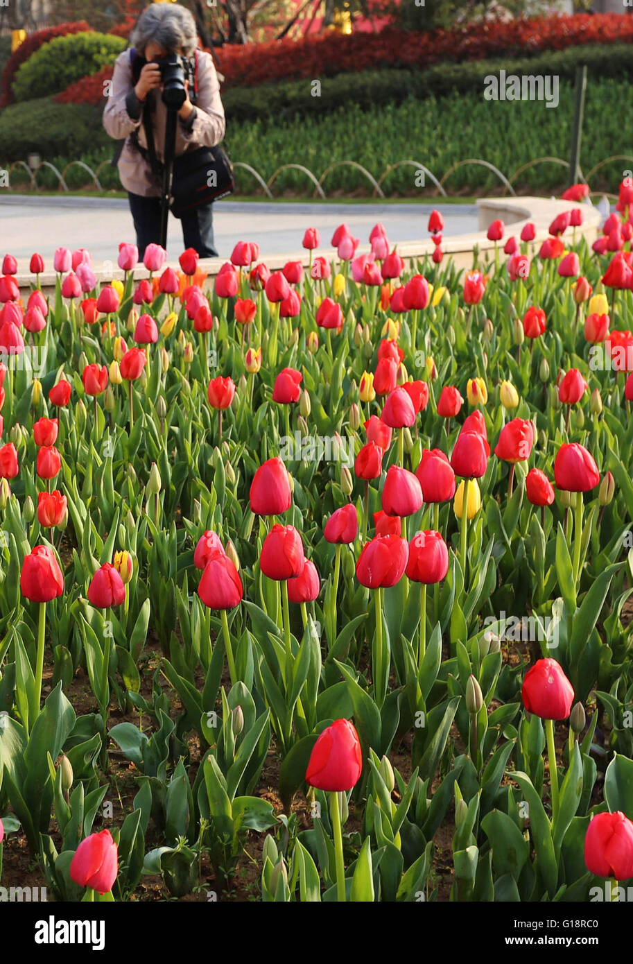Changchun, la Cina della provincia di Jilin. 11 Maggio, 2016. Un shutterbug prende le foto di fioritura tulipani a Changchun Park di Changchun, capitale del nord-est della Cina di provincia di Jilin, 11 maggio 2016. Credito: Lin Hong/Xinhua/Alamy Live News Foto Stock