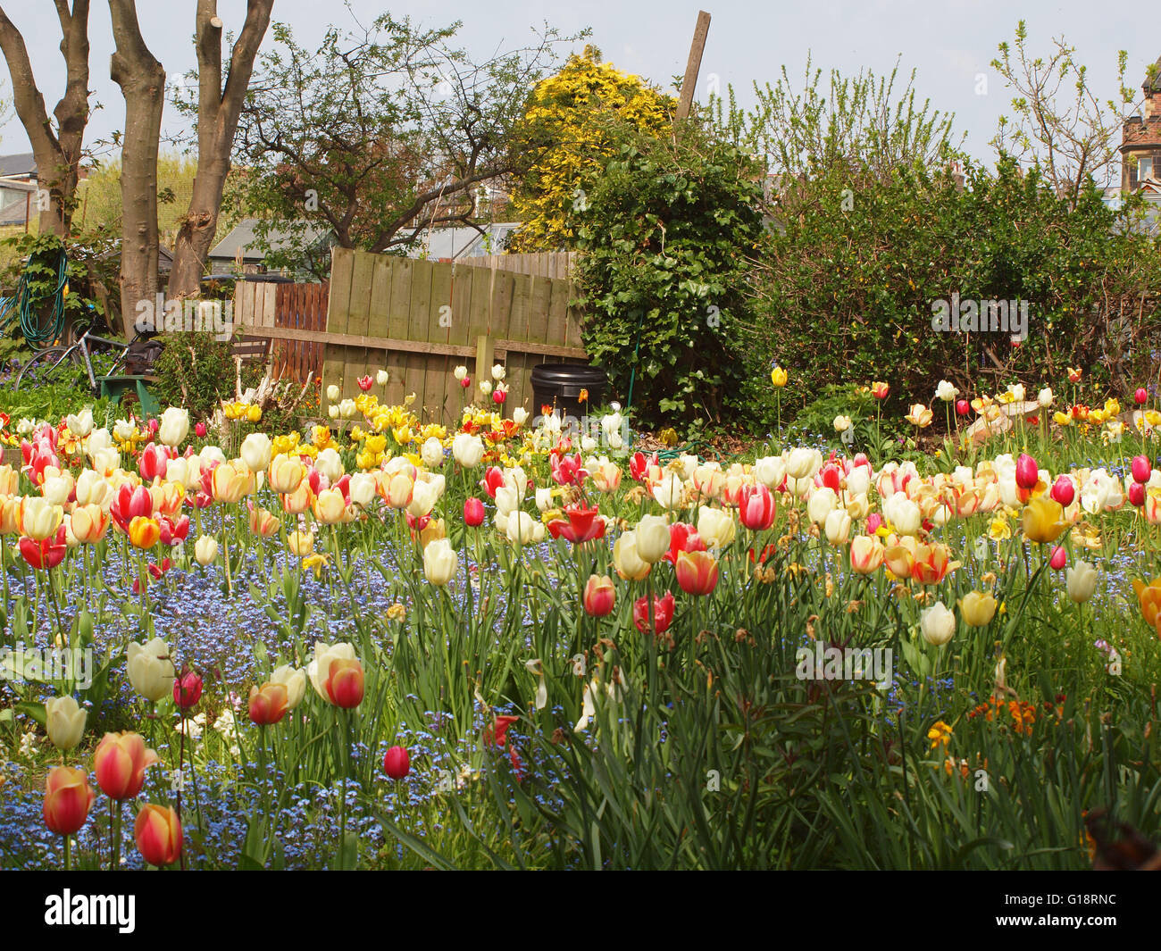 Newcastle Upon Tyne, 11 maggio 2016, Uk meteo. Isolotto colorati di fiori di primavera nel prato di Tynemouth, North Tyneside su un vago giornata di sole. Credito: James Walsh Alamy/Live News Foto Stock