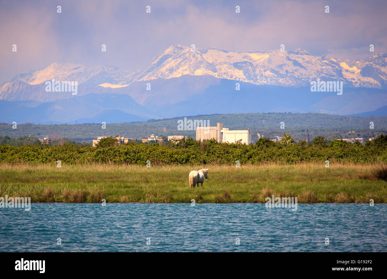 Camargues cavalli nella riserva naturale del fiume Isonzo bocca Foto Stock