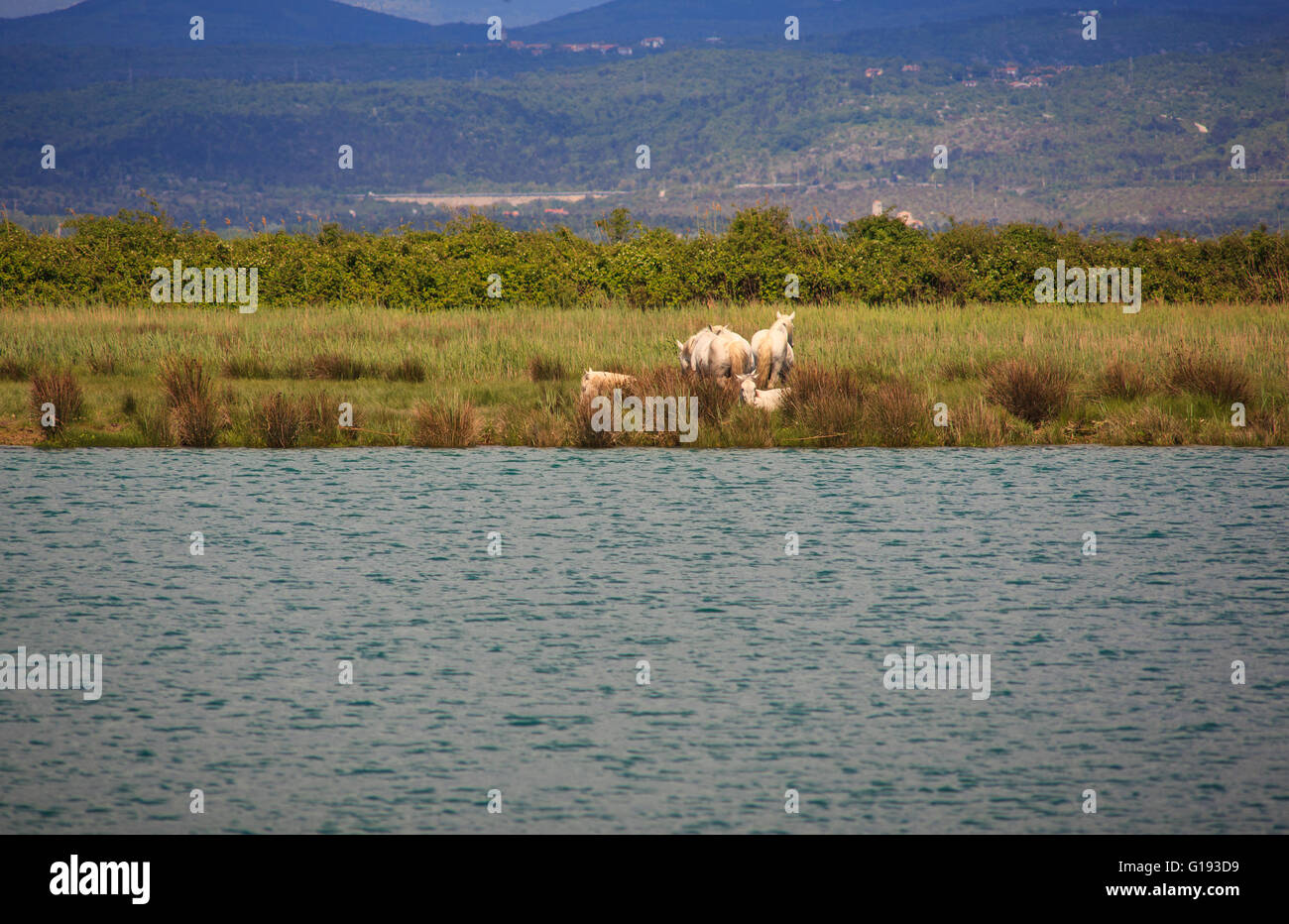 Camargues cavalli nella riserva naturale del fiume Isonzo bocca Foto Stock