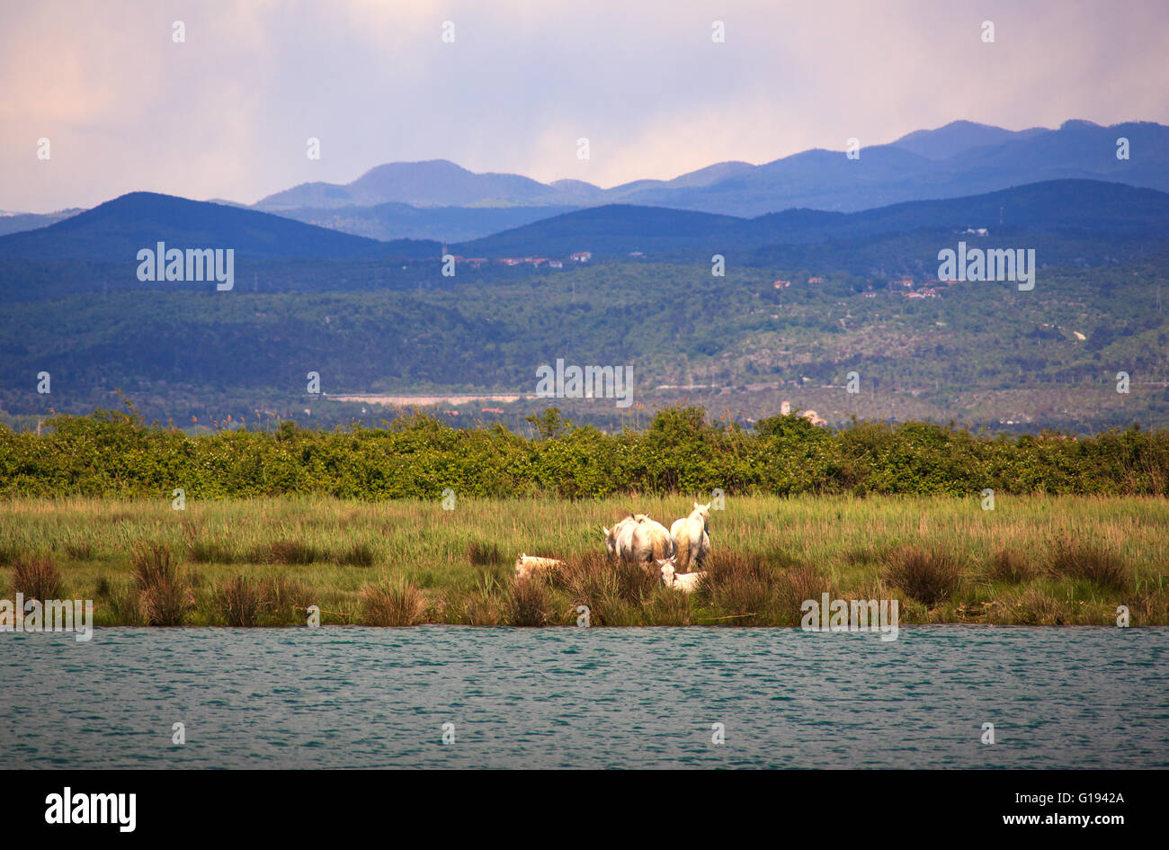 Camargues cavalli nella riserva naturale del fiume Isonzo bocca Foto Stock
